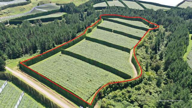 Gold kiwifruit orchard