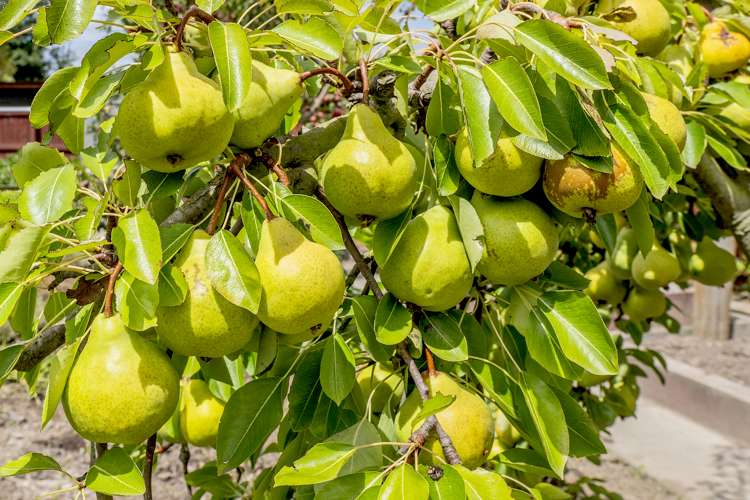 6/781 East Maddisons Road Rolleston_33