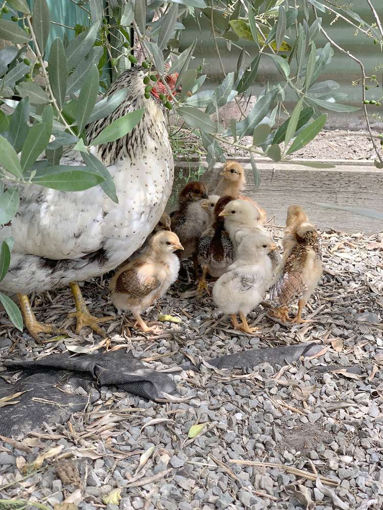 50 Blicks Road Renwick_14