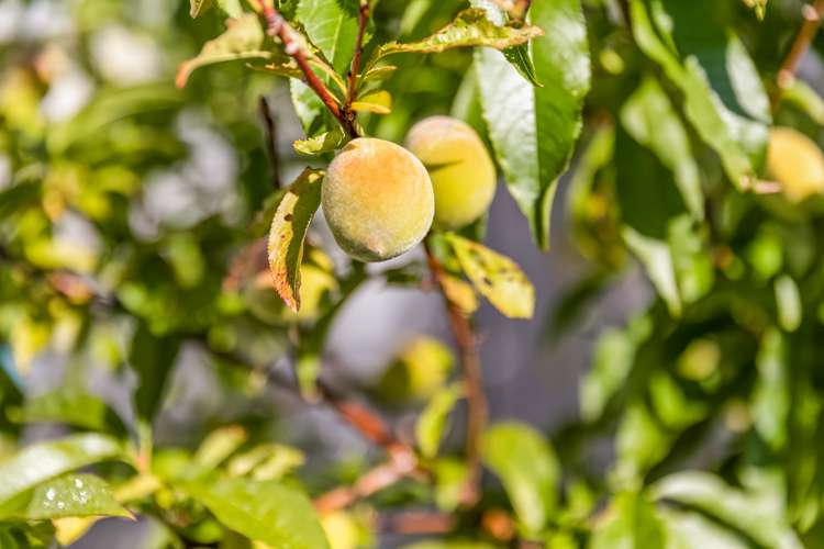 28 Kingfisher Road Silverdale_15