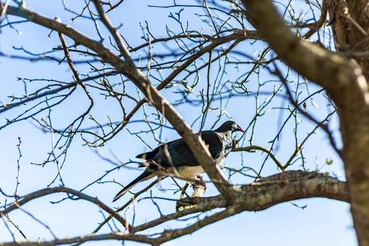 43 Messines Road Karori_18