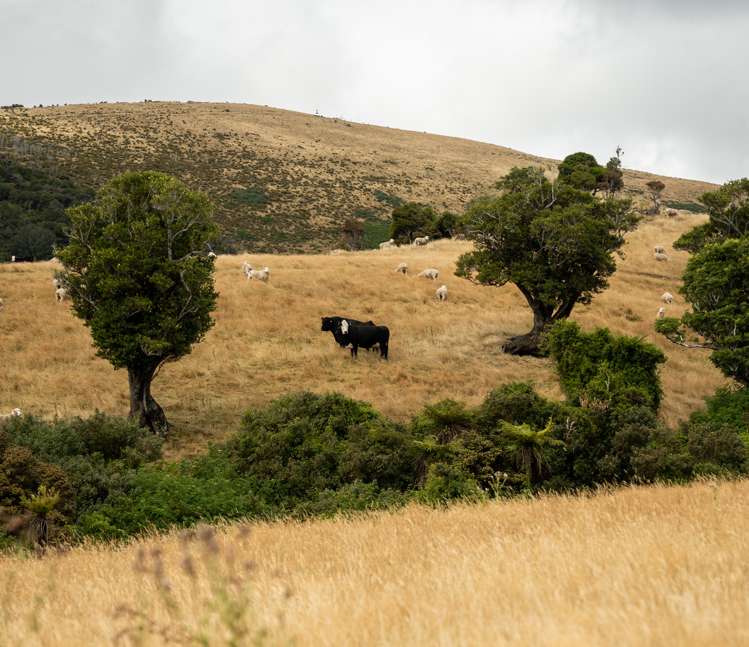1320 Hunt Road Catlins Surrounds_13