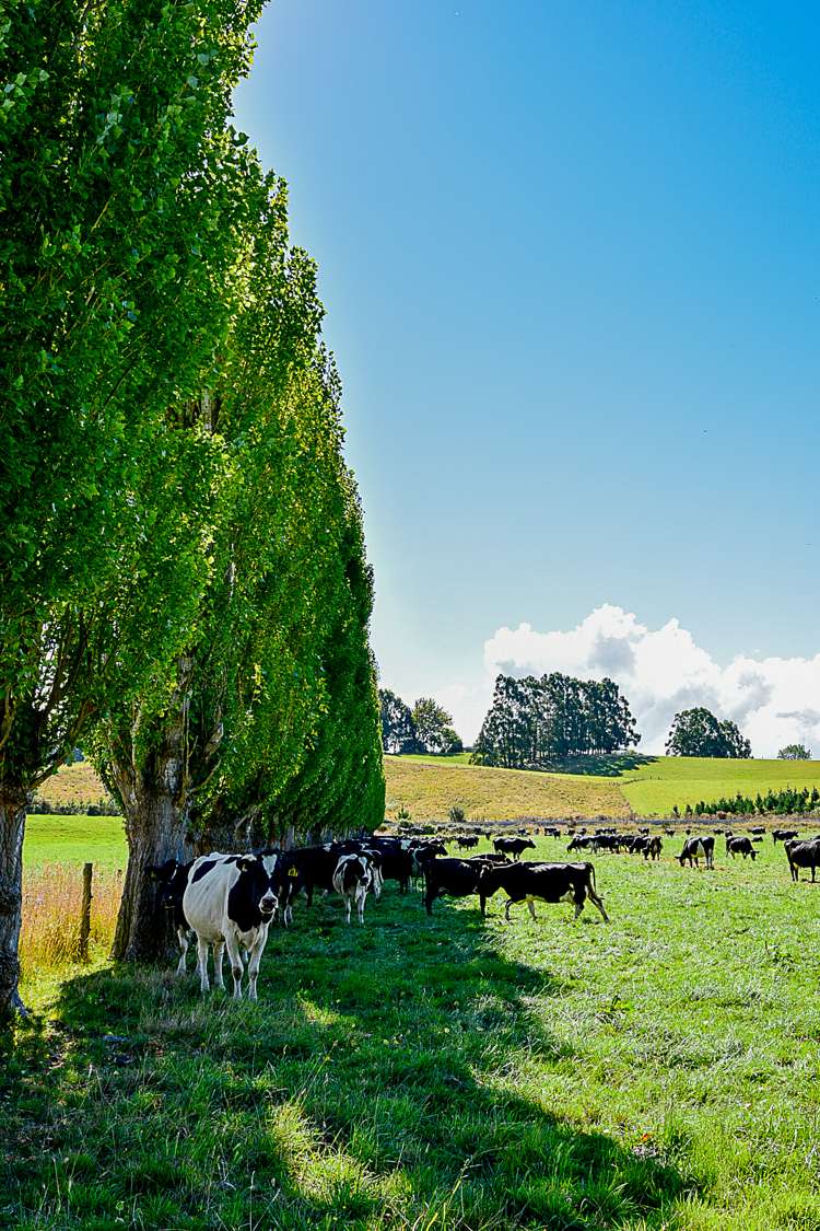 217 Benhar Road Balclutha_15