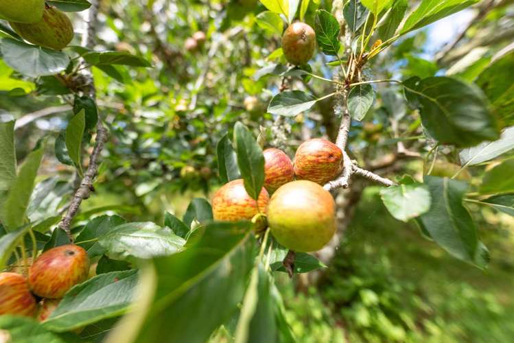 522 Waiotemarama Gorge Road Waimamaku_25