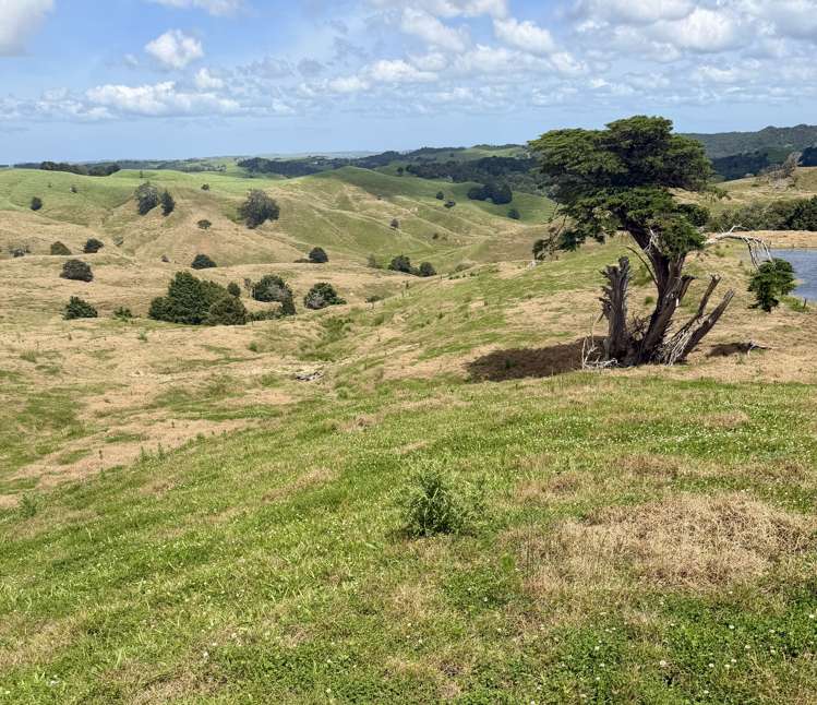 Pukehuia Road Arapohue_20