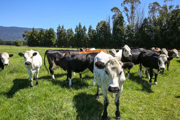 118 Patons Rock Road Kahurangi National Park_18