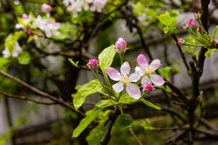 6 Estuary Close Warkworth_22