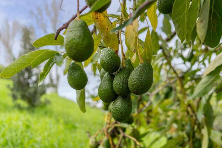 36A Crawford Road Te Puna_26