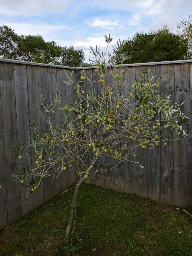 78 Dublin Street Martinborough_23