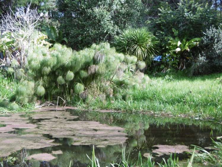 697 Tangihua Road Maungakaramea_22