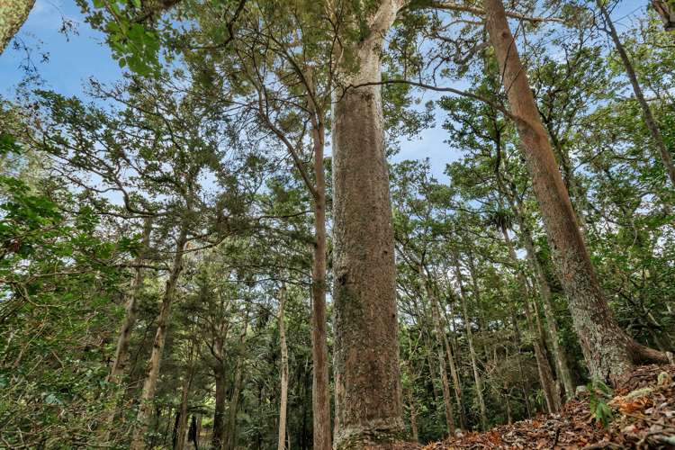 1787a State Highway 14 Mangapai and Surrounds_16