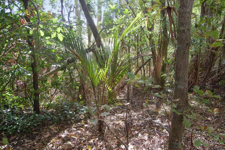 914 Whakapirau Road Whakapirau_18