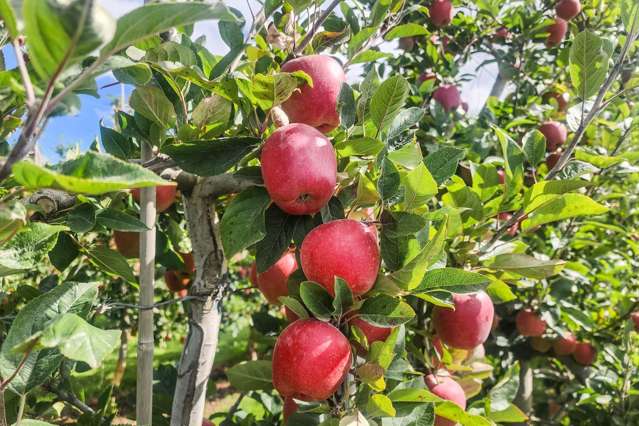 Exceptional Investment: 17.41 Ha Apple Orchard