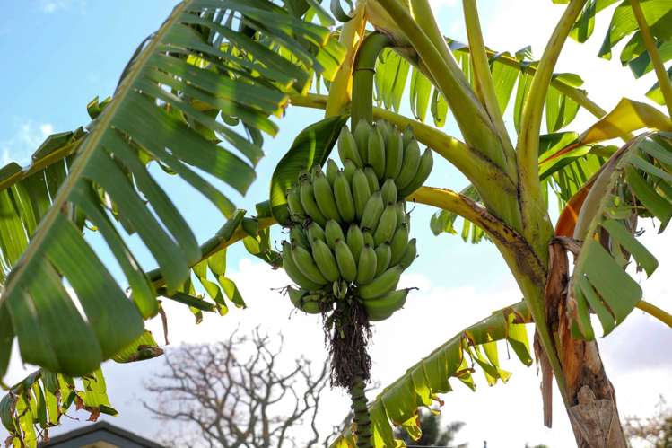 53 Sunshine Boulevard Sunnyvale_27