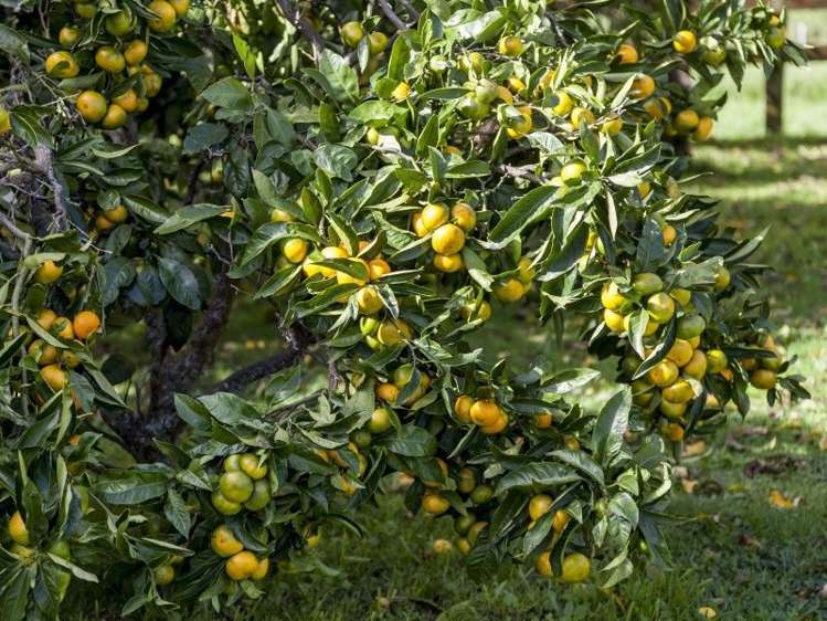 72 Puriri Valley Road Puriri_28