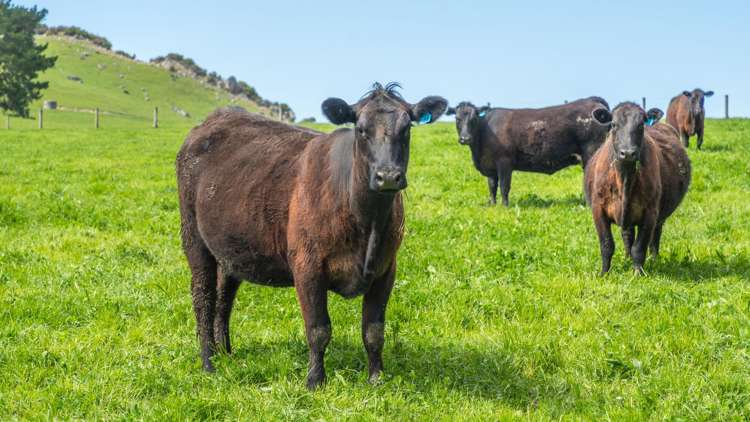 360 Quarry Road Loburn_11