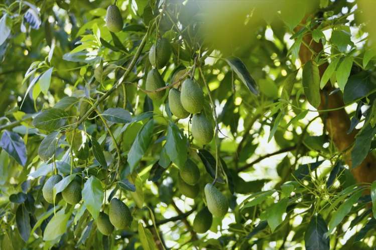 47 Te Puke Highway, Kairua Te Puke_32