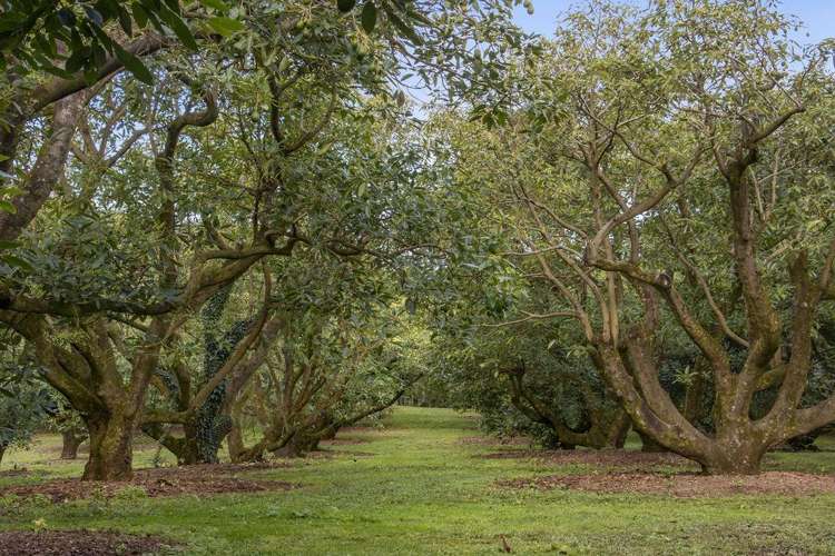 222 Wharawhara Road Katikati_6