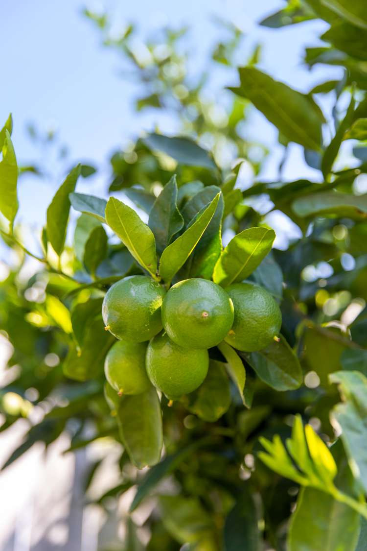 174 Doncaster Drive Papamoa_15