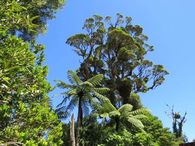2 Mahakirau Road Coromandel_3