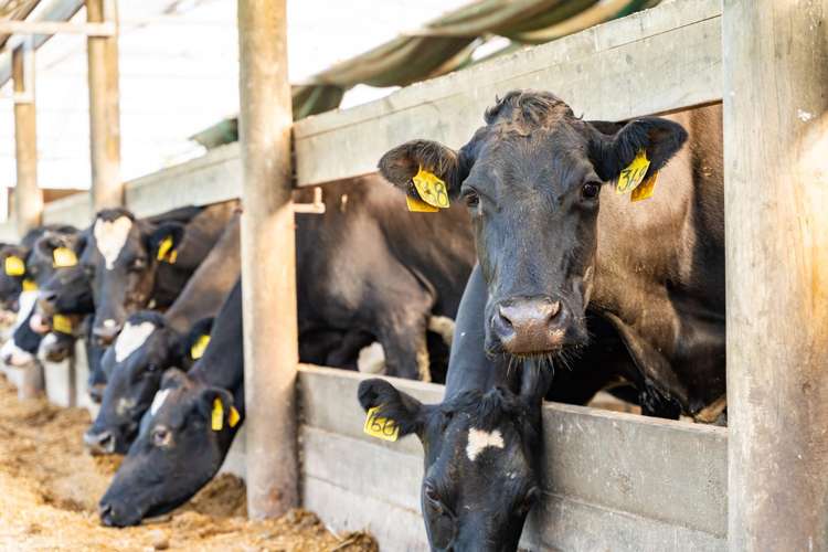 412 Pukehuia Road Tangiteroria_12