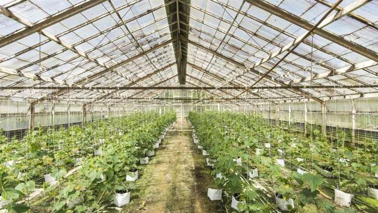 100 Walker Road Opaheke_17