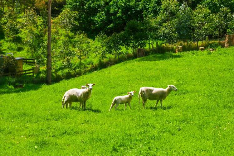 340D Ngarara Road Waikanae_15