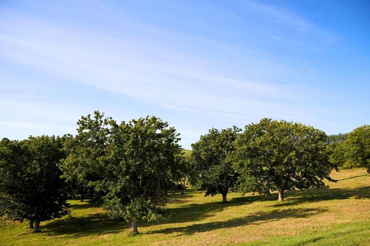 196C Pukemapu Road Oropi_12