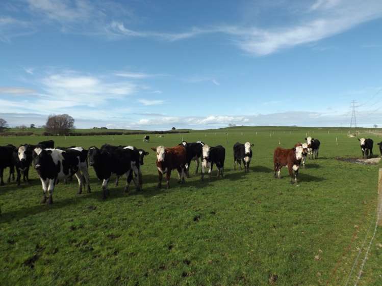 365 Tauhei Road Morrinsville_8