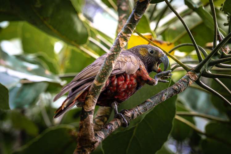 19 Hobson Terrace Onetangi_6