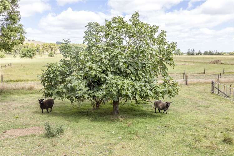 496 Rotokohu Road Paeroa_41