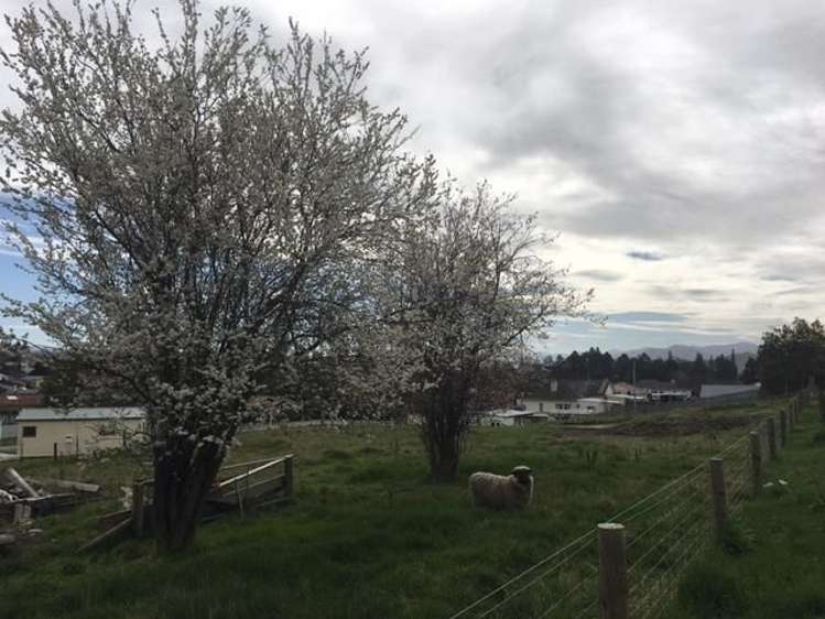 6 Runbrake Street Palmerston_10