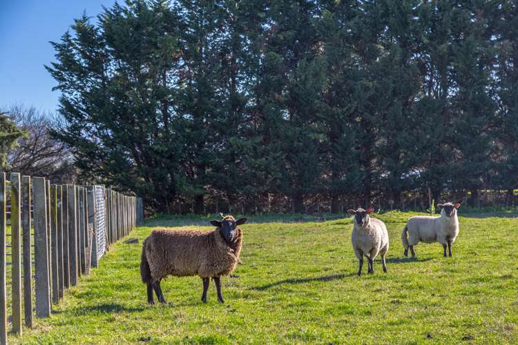 231 Norfolk Road Carterton_15