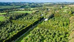 Northland avocado orchard for sale