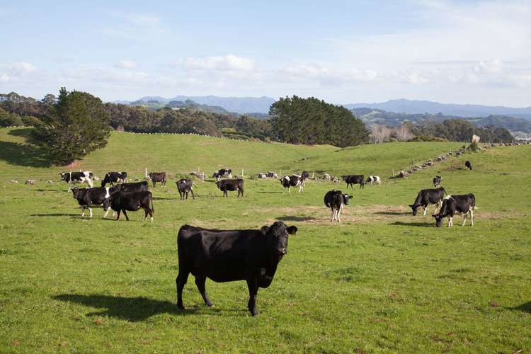 282 Lees Road Hahei_12