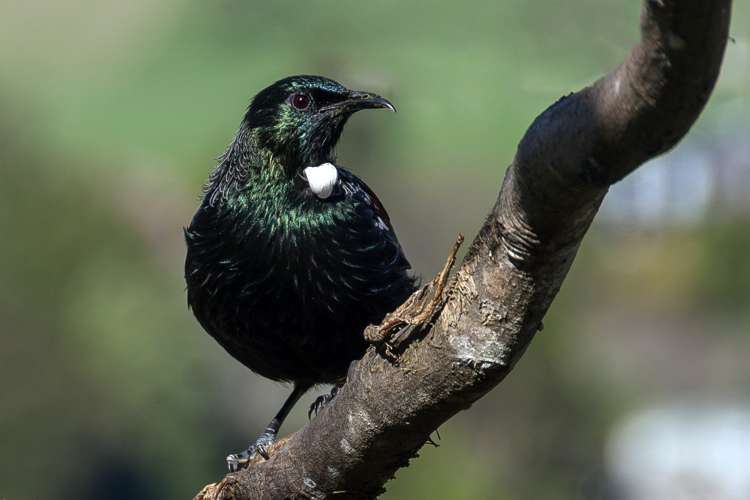 22 Wychwood Crescent Springfield_28