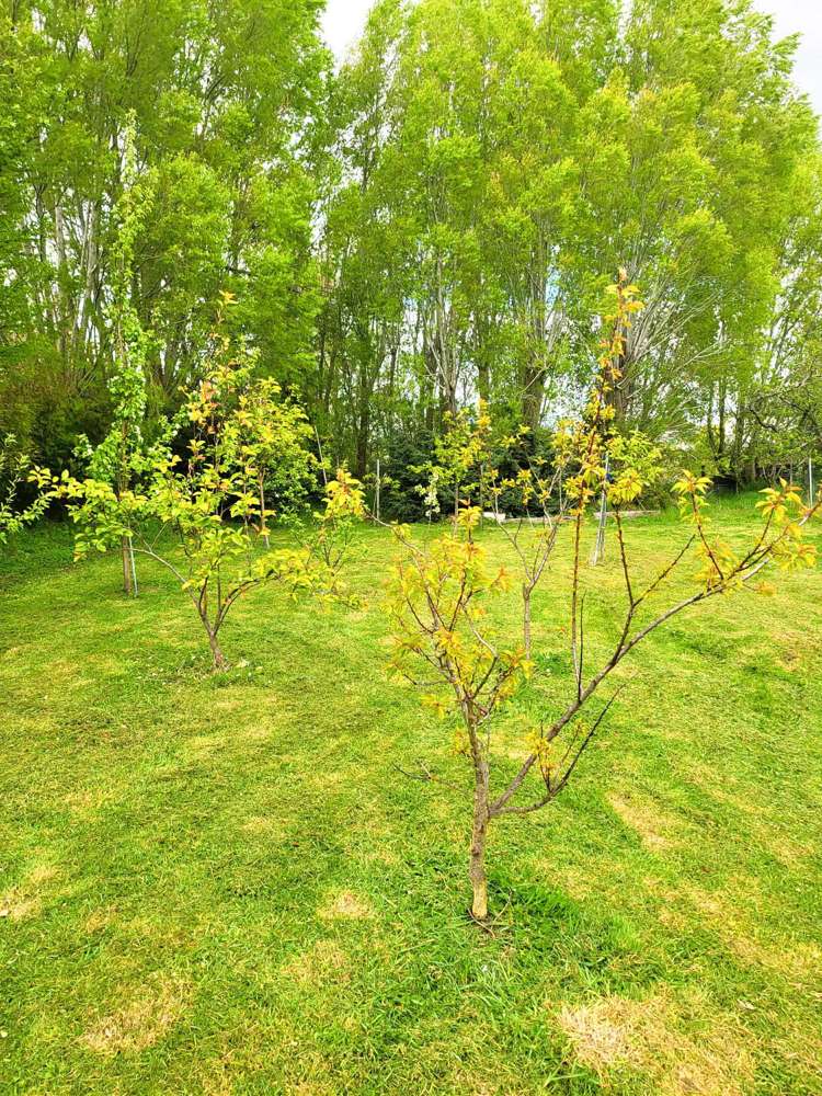 103 Birchwood Road Ohai_4