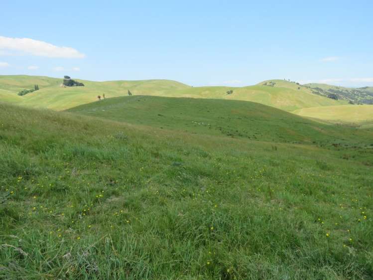 602 Esdaile Road Pongaroa_6