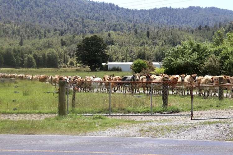 1502 Karamea Highway Corbyvale_5