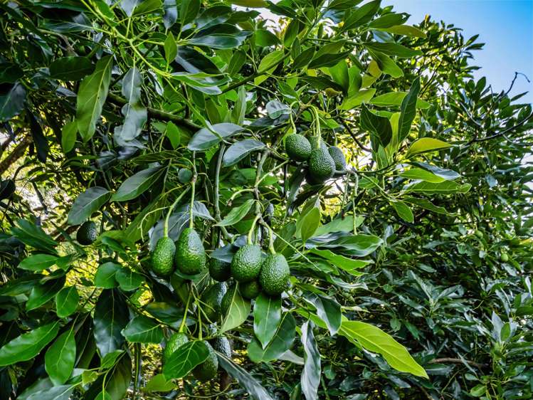 82 Upland Road Aongatete_37