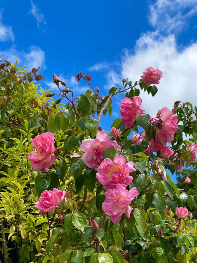 318 Franklin Road Paparoa_56