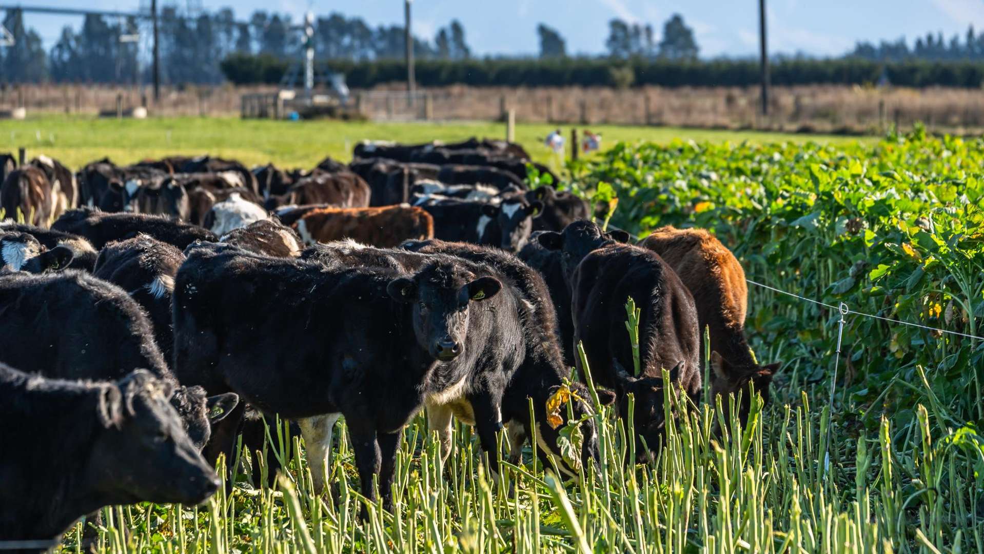 Hartnells Road Hororata_0