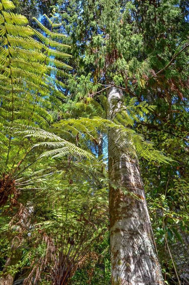 138 Konini Road Titirangi_33