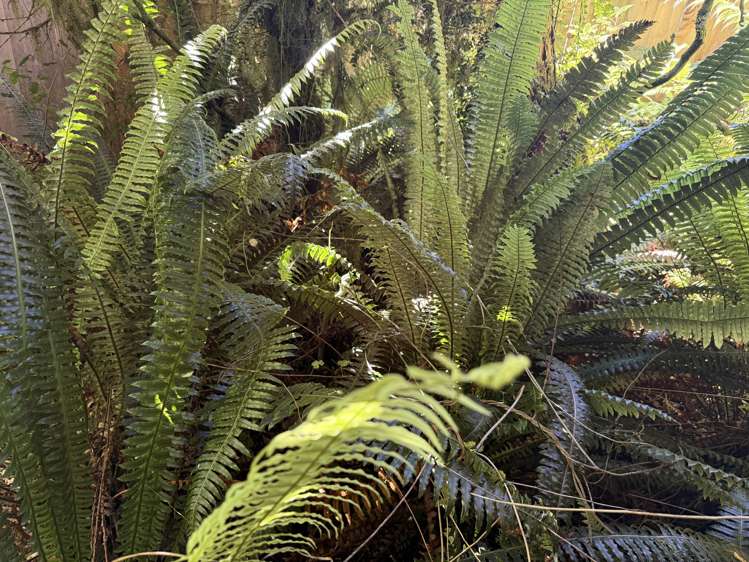 427 Harrington Mill Road Tahakopa_16