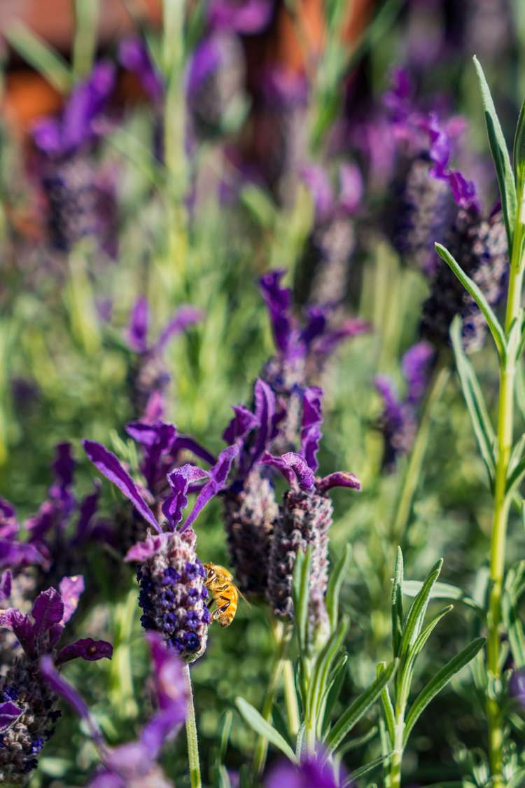 24 Wyndham Street Auckland Central_26