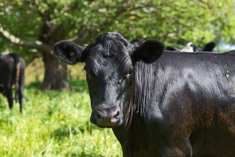 1986 State Highway 26 Morrinsville_22