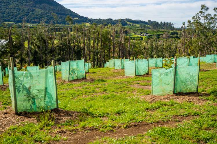 28 Nisbet Road Maungatapere_10