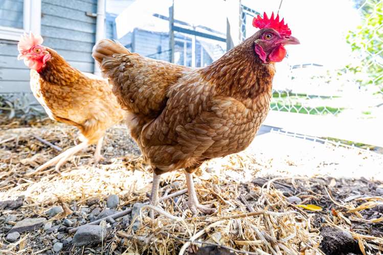 26 Howick Road Redwoodtown_26