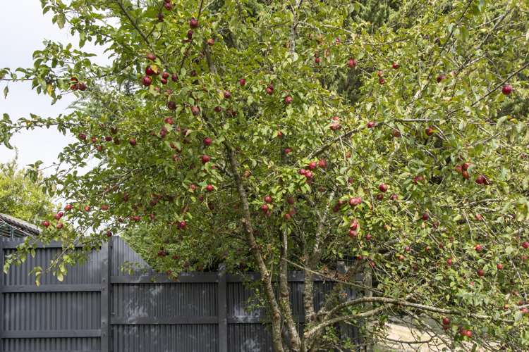 79 Ronaldsay Street Palmerston_14