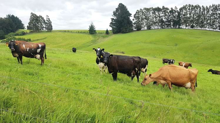 31 Windy Ridge Road Balclutha_13